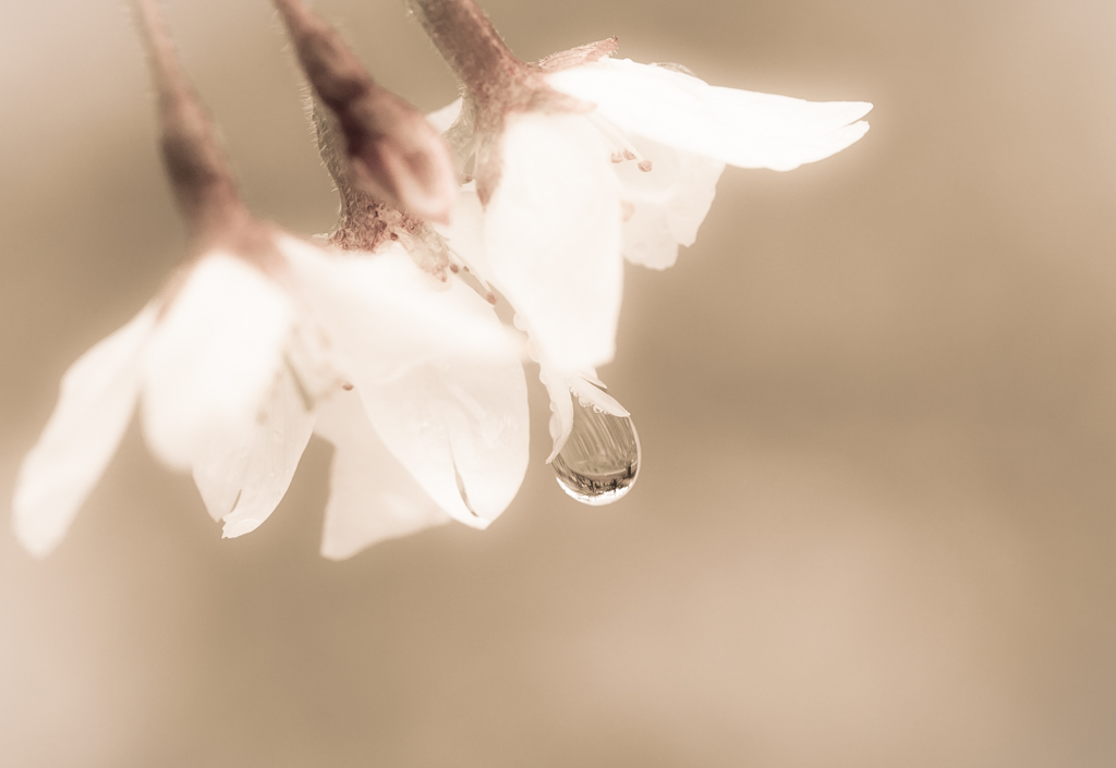 淡い夢桜