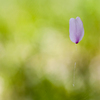 浮き桜
