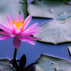 華灯