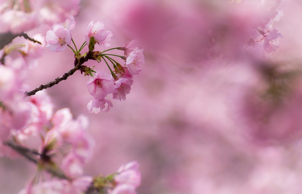 桜想美