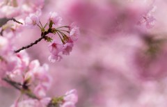 桜想美