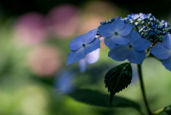 紫陽花の・・・
