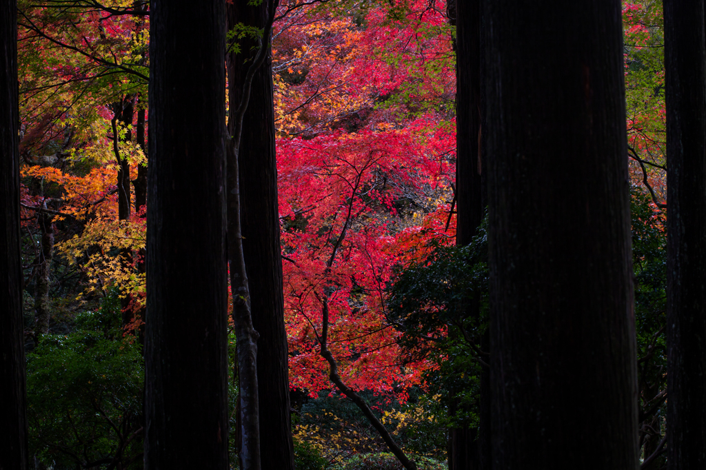 紅葉散策4