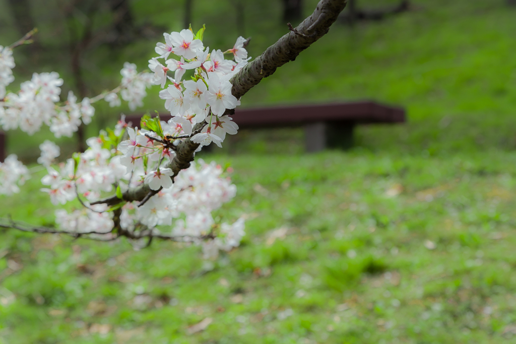 桜の丘のベンチ