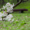桜の丘のベンチ