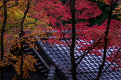 紅葉散策1