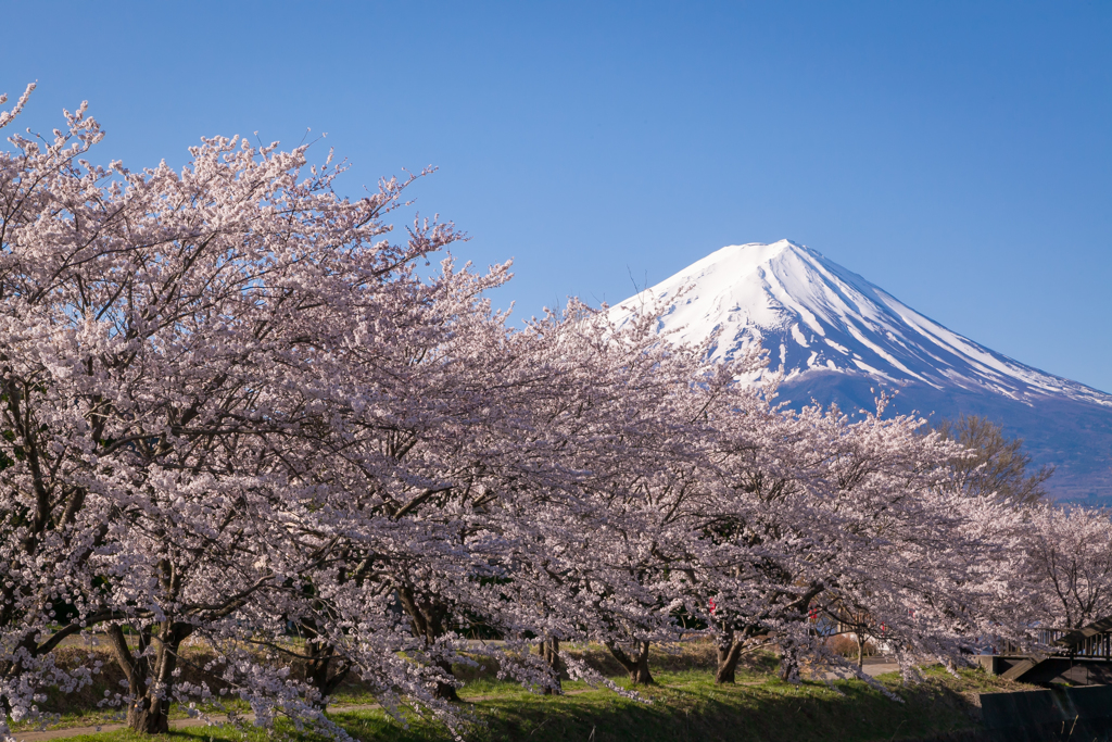 桜富士