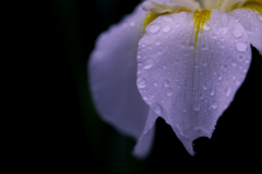 雨・・濡れて