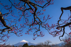 香梅の景