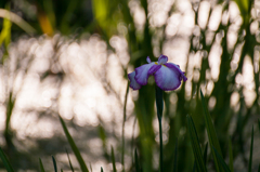 菖蒲7