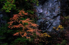 深秋の彩