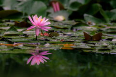 二連の華