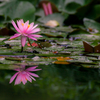 二連の華