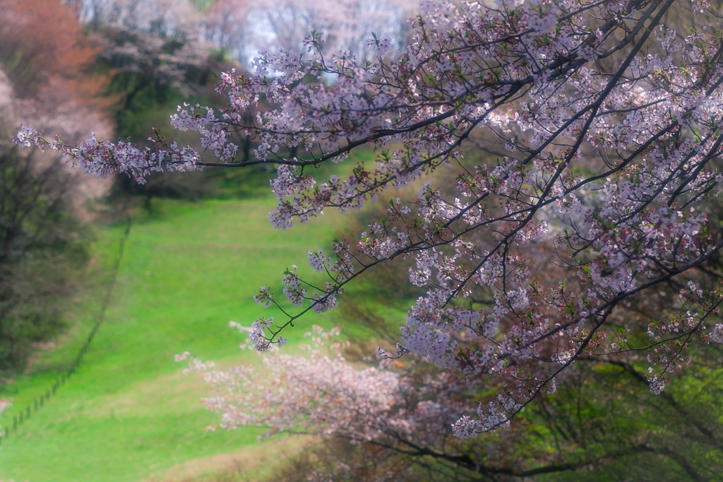 桜の丘の風景