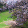 桜の丘の風景