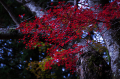 紅葉散策3