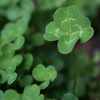 四つ葉の・・・