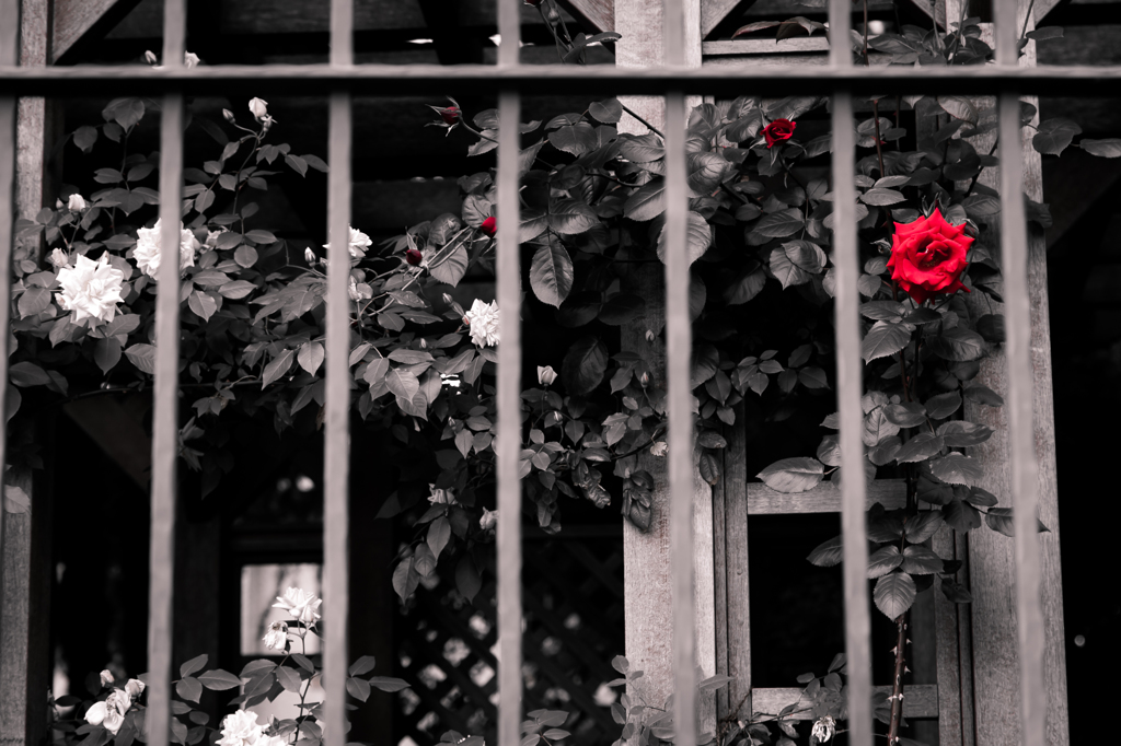 赤い薔薇