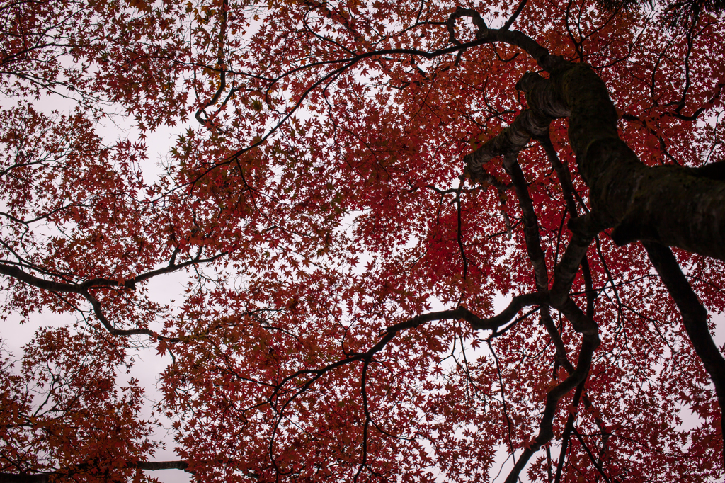 紅空に