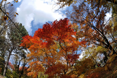 紅葉