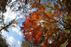 紅葉
