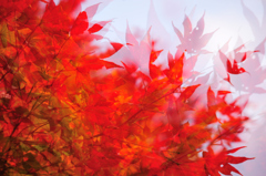 紅葉