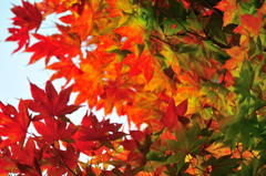 紅葉