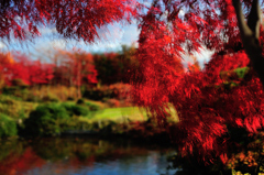 池の水紅葉