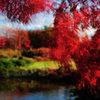 池の水紅葉