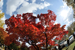 紅葉