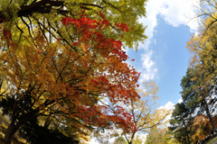 紅葉