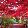 紅のアーチ