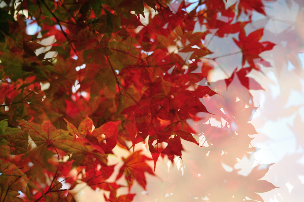 紅葉