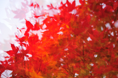 紅葉