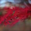 揺れる紅