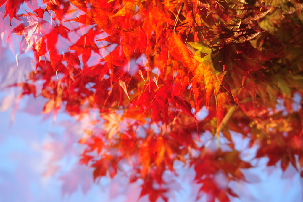 紅葉