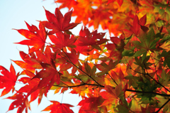 紅葉