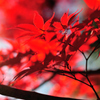 燃ゆる紅