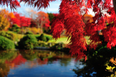 池の水紅葉