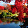 池の水紅葉