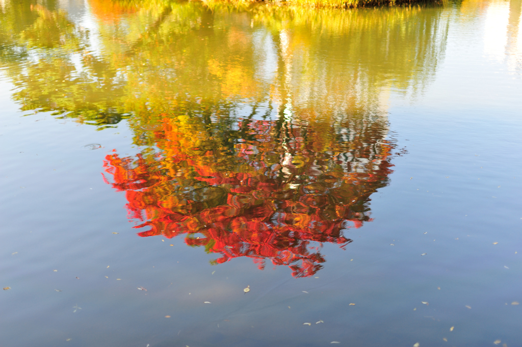 水紅葉