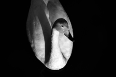 Black and White