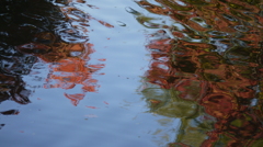 水紅葉
