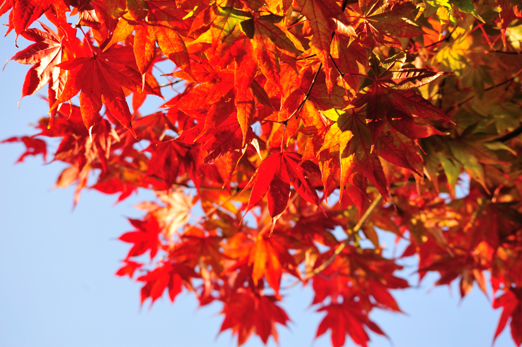 紅葉
