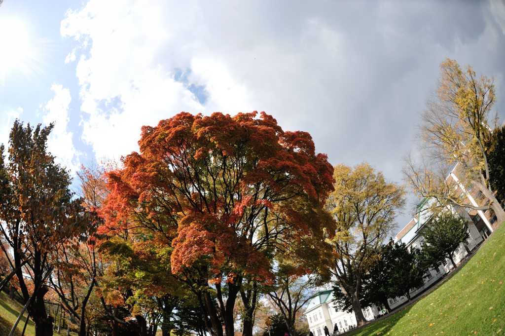 紅葉
