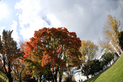 紅葉