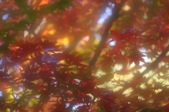 紅葉（柔らか仕上げ）