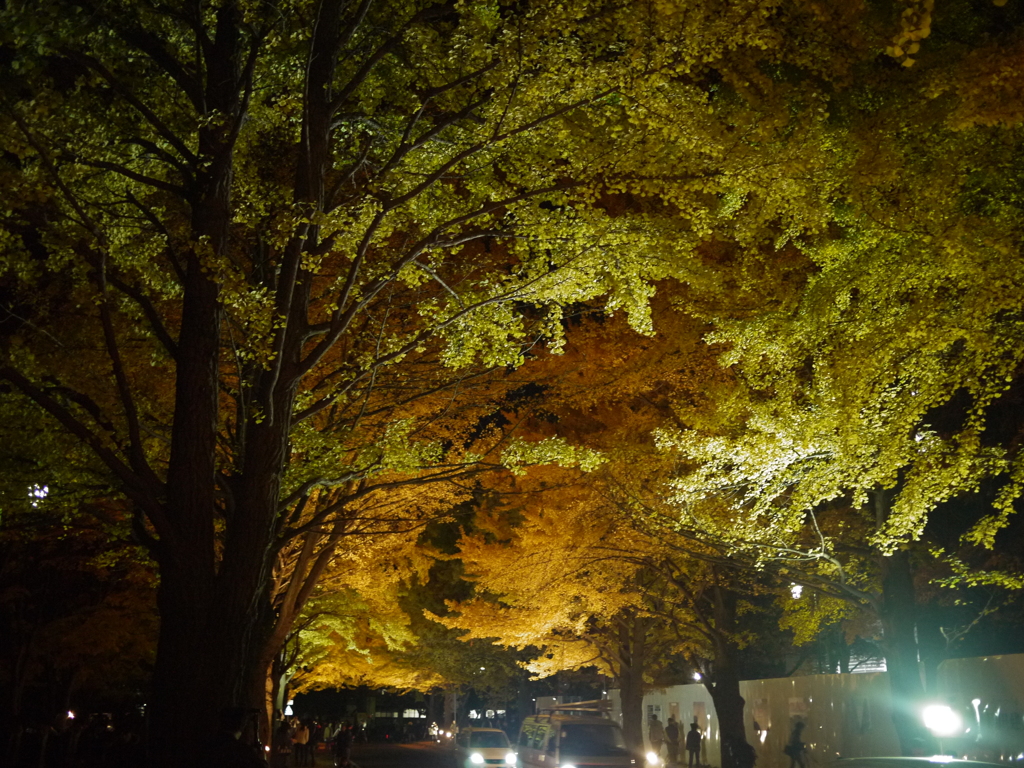 夜の銀杏