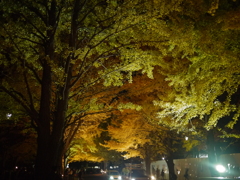 夜の銀杏
