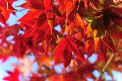 紅葉